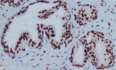 HP1 gamma Mouse Monoclonal Antibody