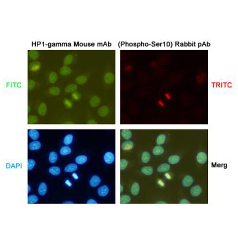 HP1 gamma Mouse Monoclonal Antibody
