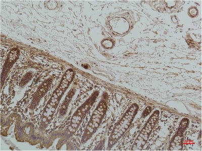 GRP78 BiP Mouse Monoclonal Antibody