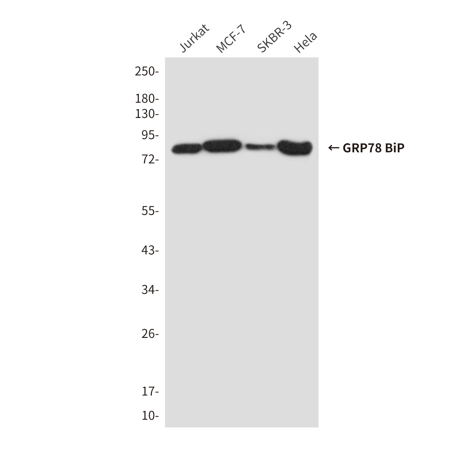 GRP78 BiP Mouse Monoclonal Antibody