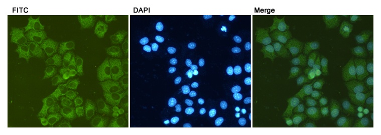 GRP78 BiP Mouse Monoclonal Antibody