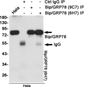 GRP78 BiP Mouse Monoclonal Antibody