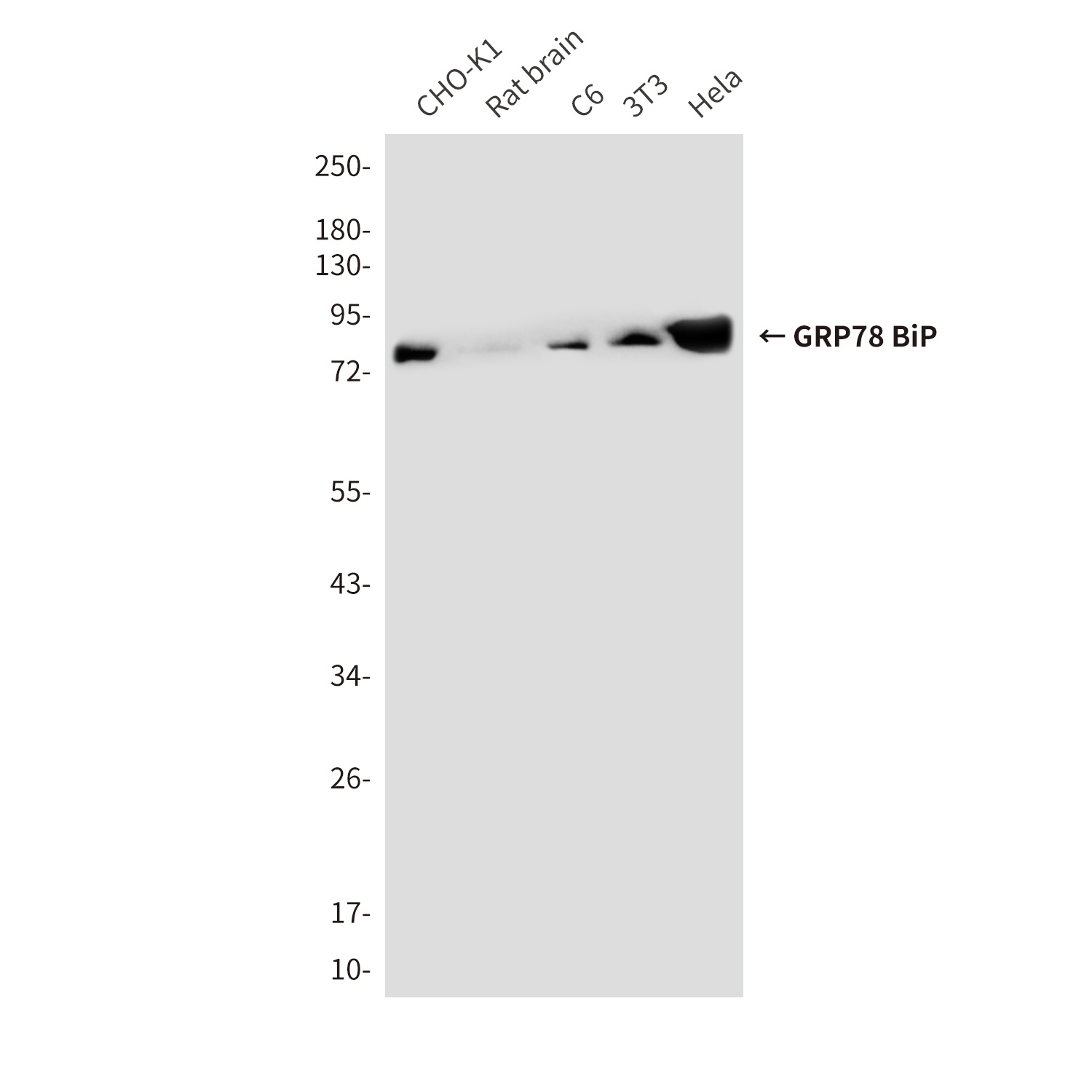 GRP78 BiP Mouse Monoclonal Antibody