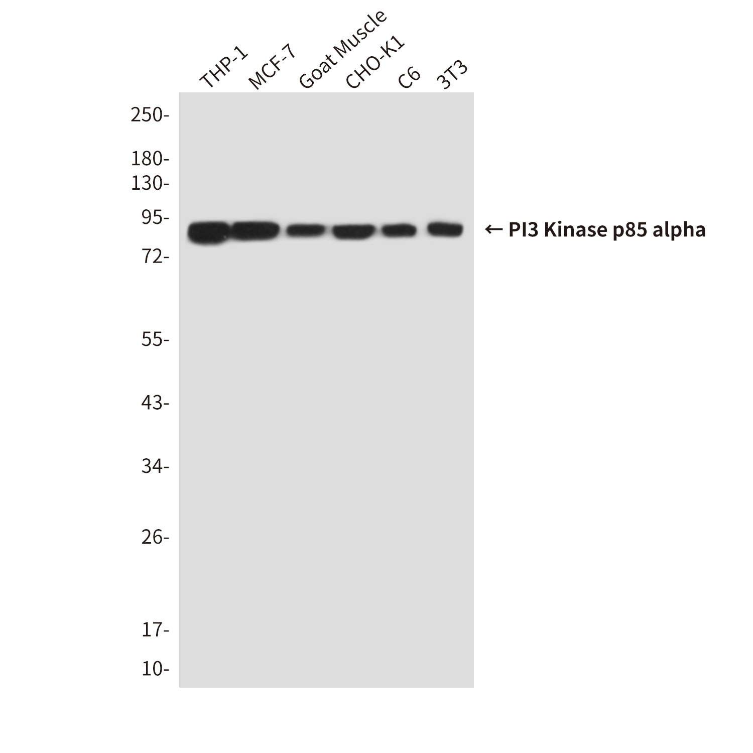 PI3 Kinase p85 alpha Mouse Monoclonal Antibody