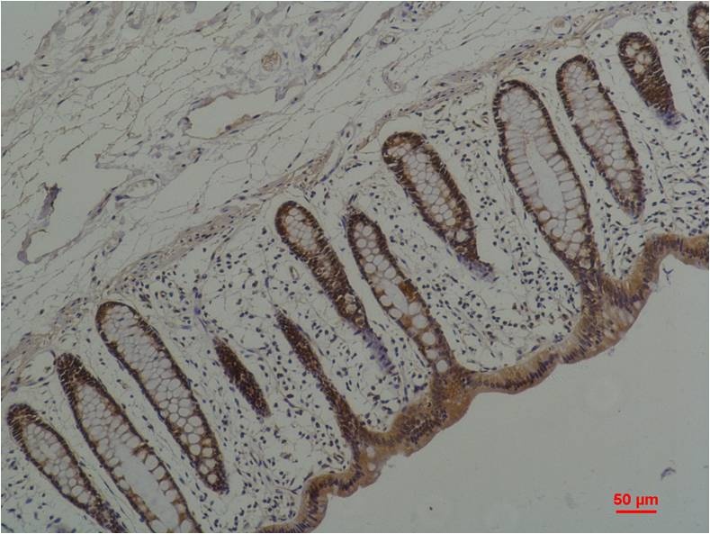 HSP90AA1 Antibody