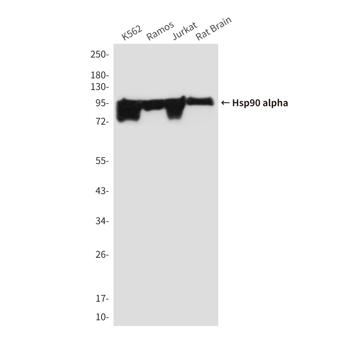 HSP90AA1 Antibody
