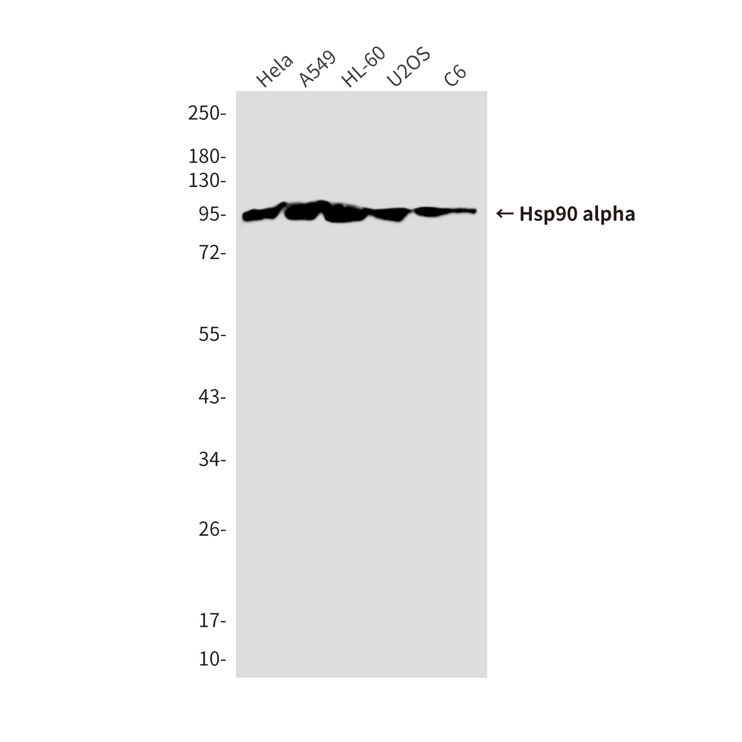 HSP90AA1 Antibody