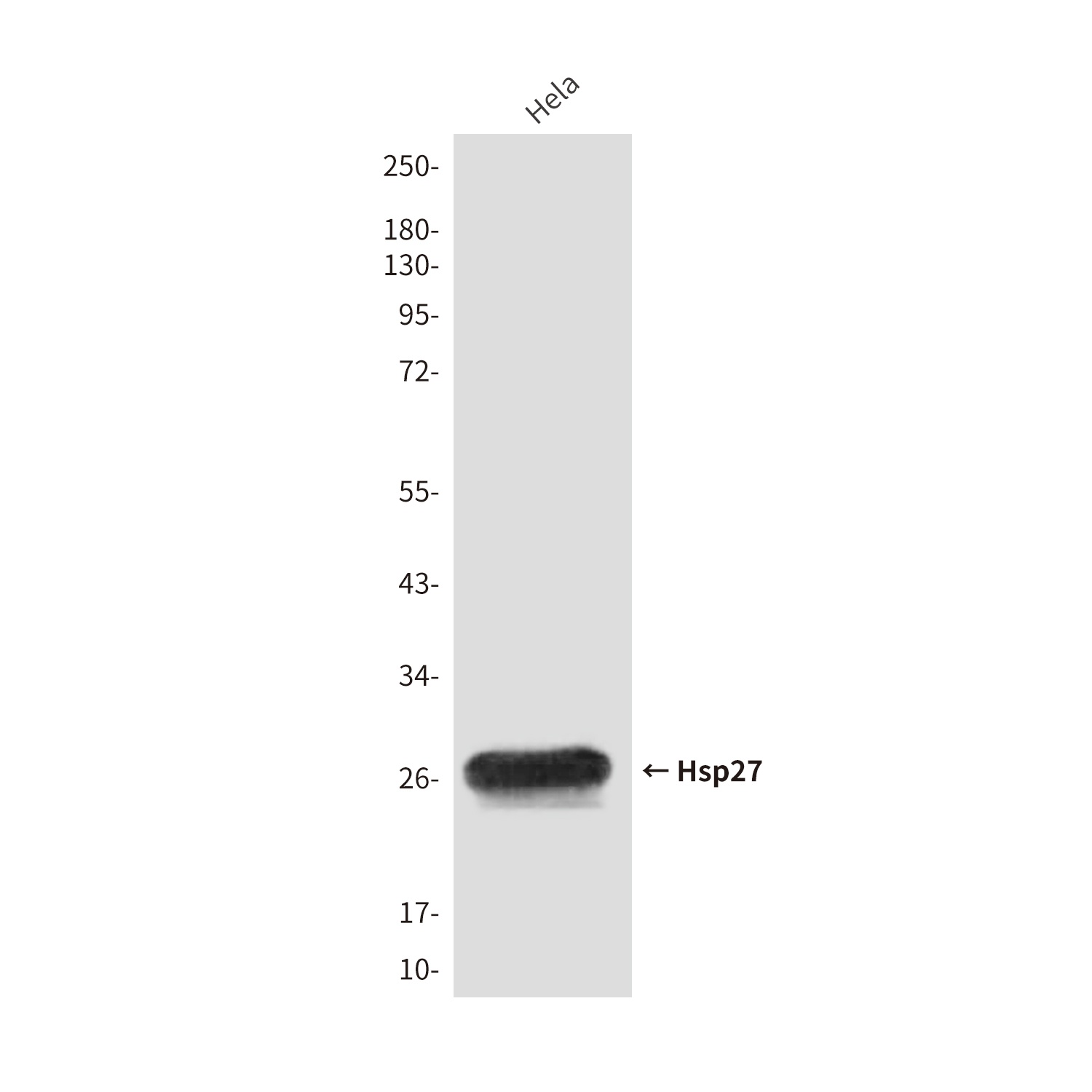HSPB1 Antibody