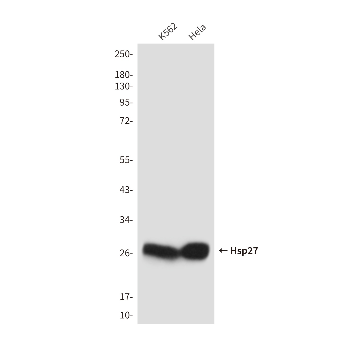 HSPB1 Antibody