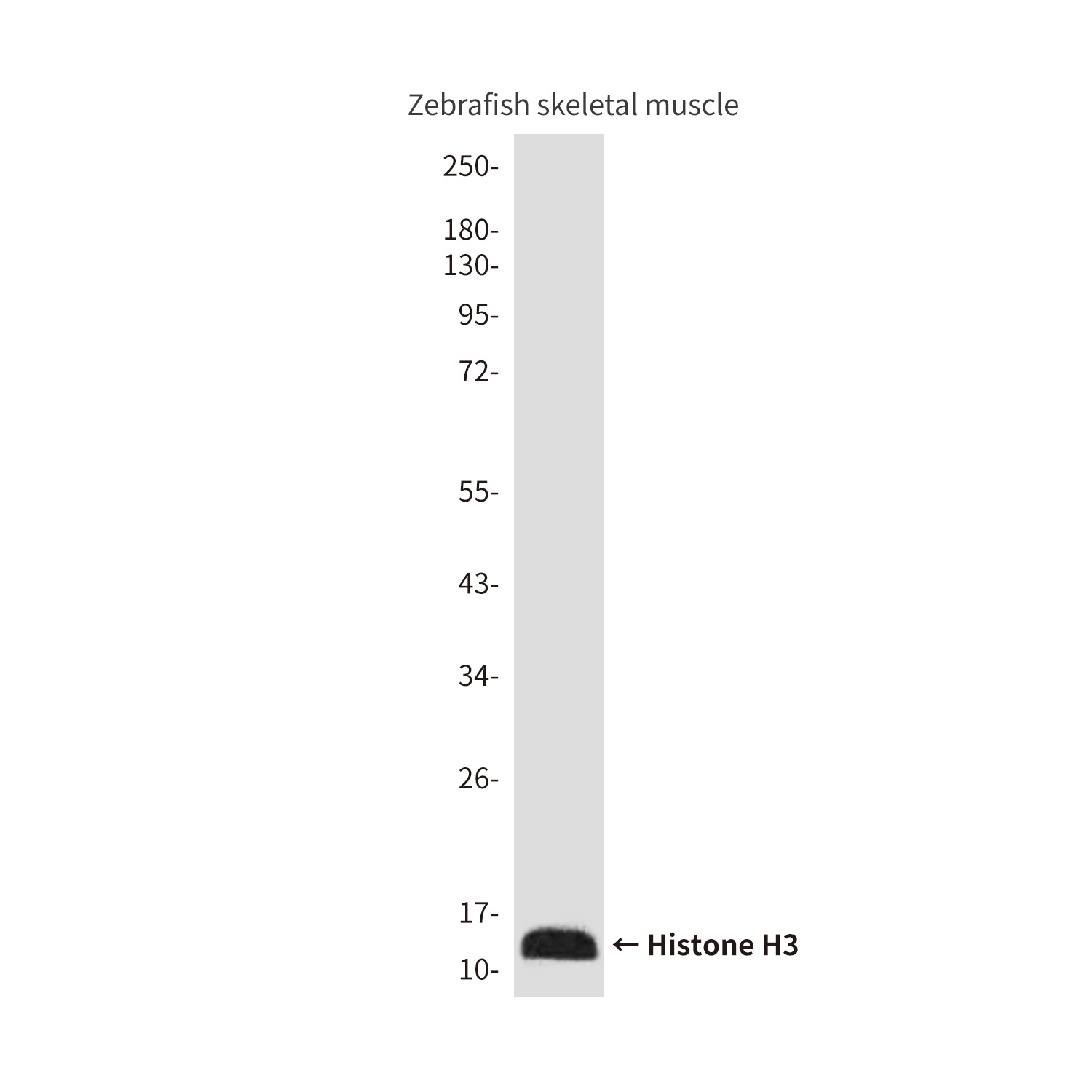 H3C1 Antibody