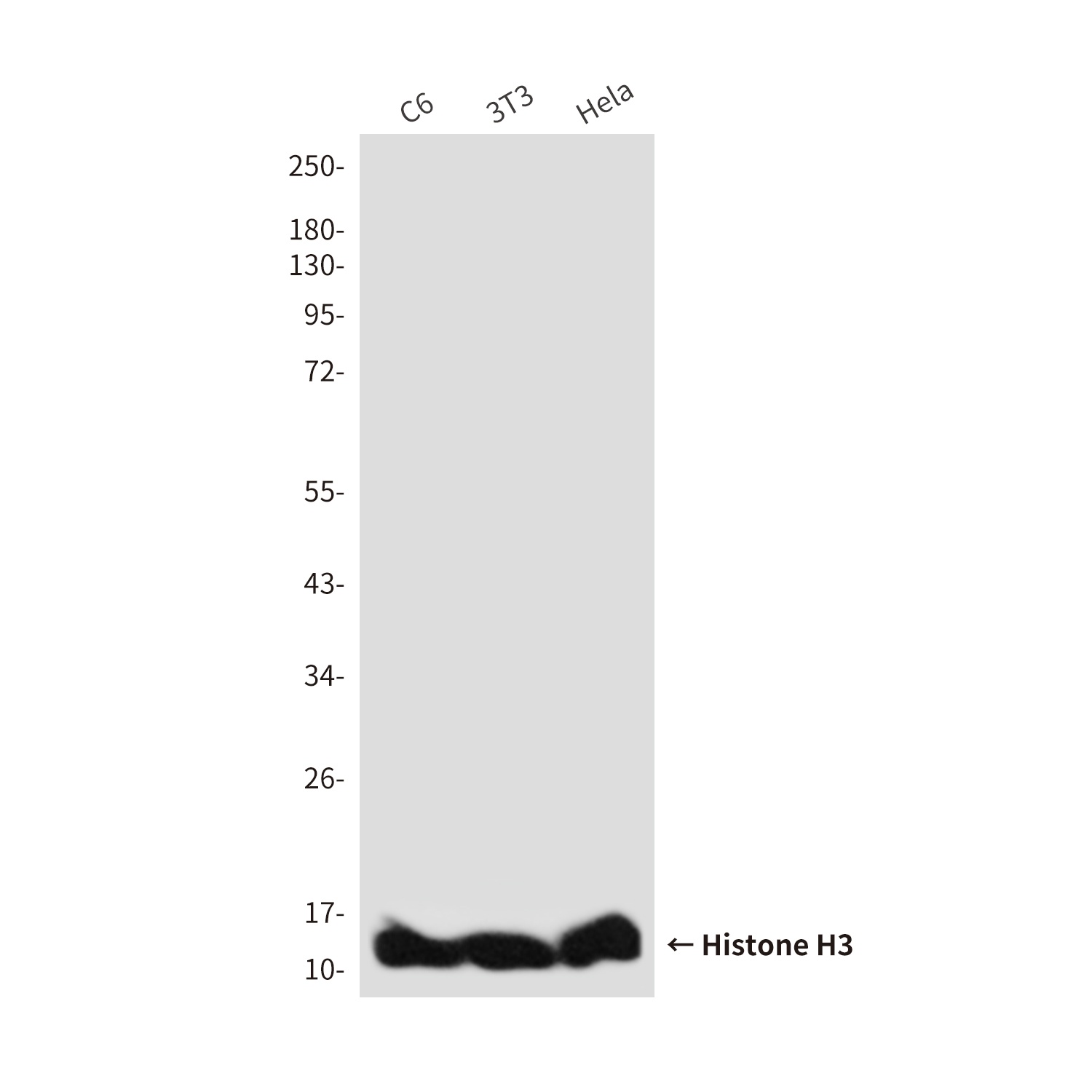 H3C1 Antibody