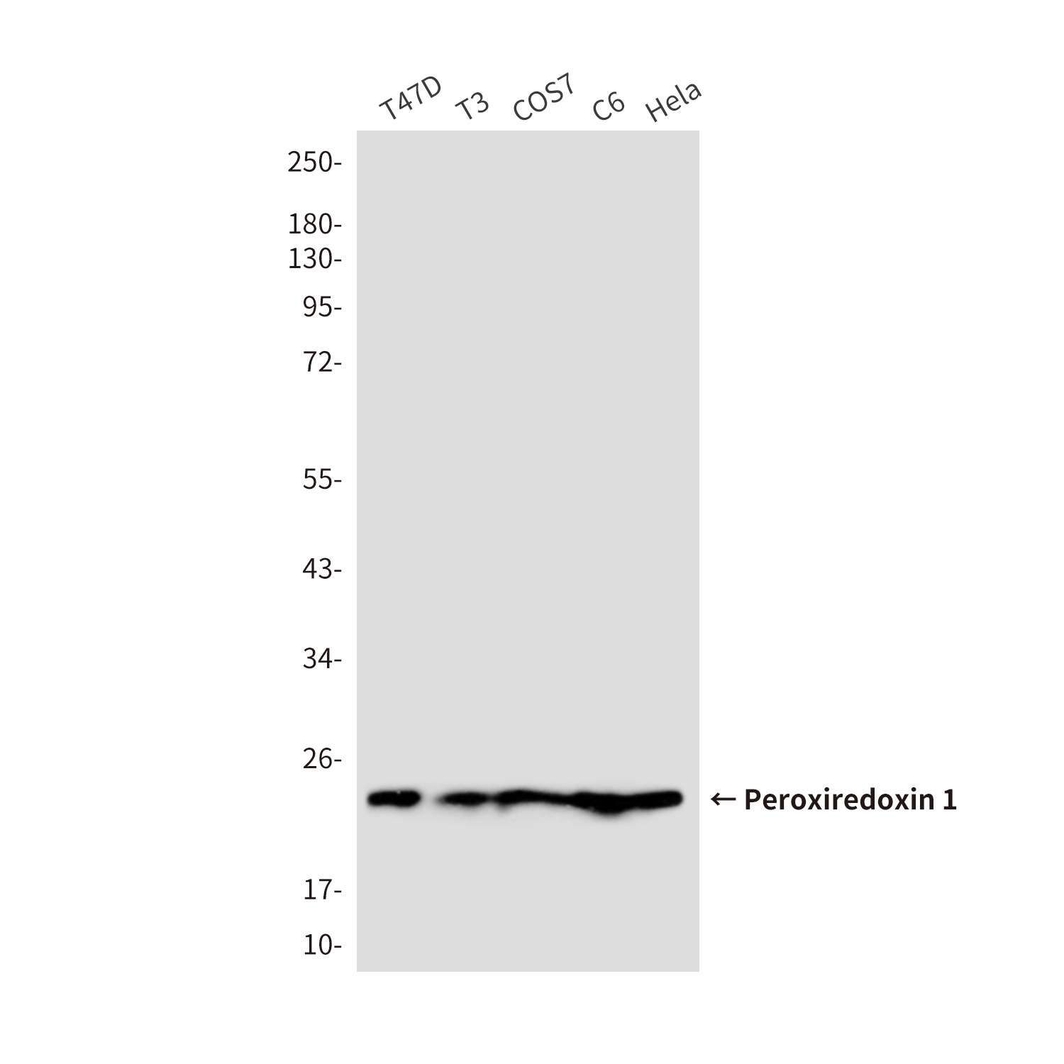 PRDX1 Antibody