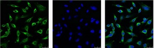 PRDX1 Antibody