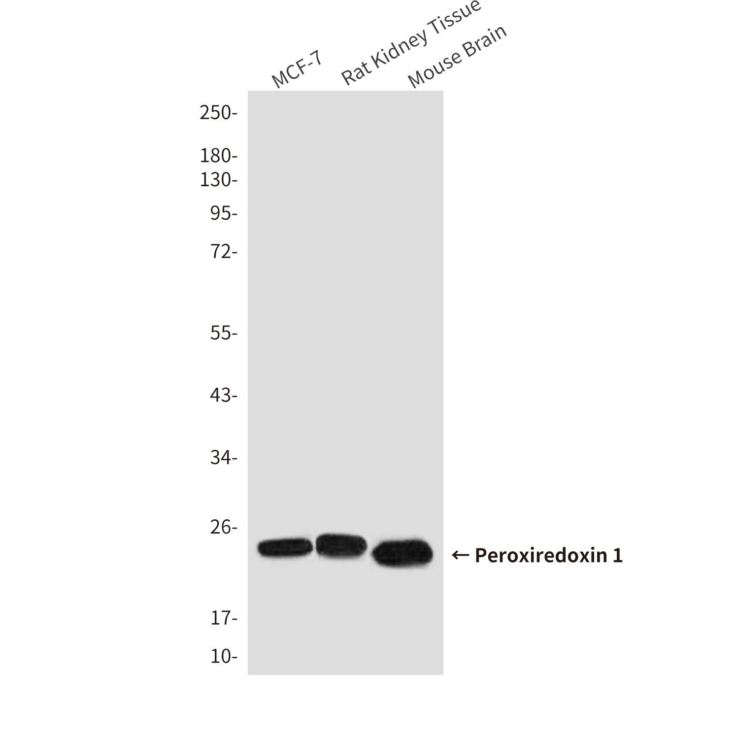 PRDX1 Antibody
