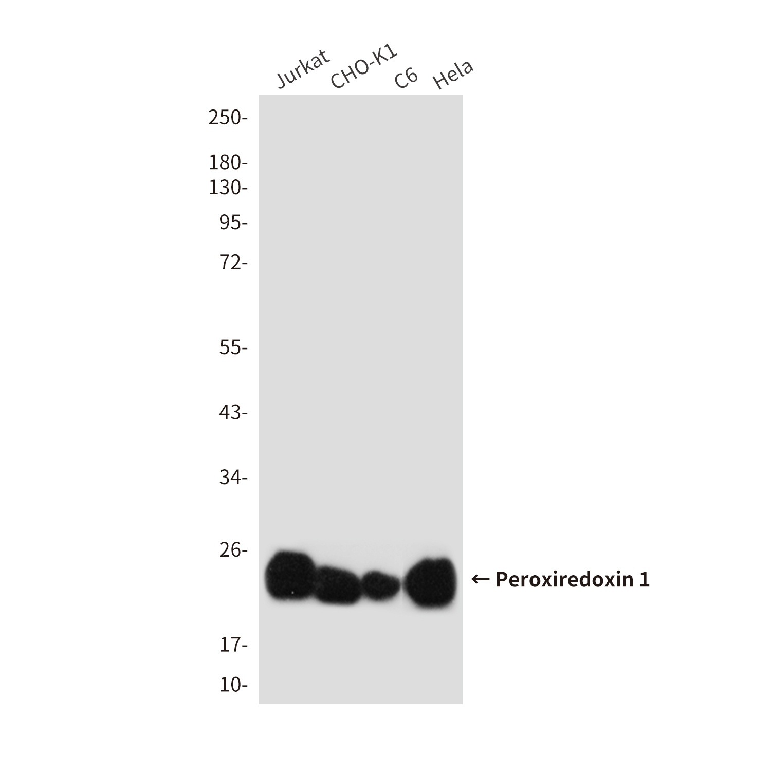 PRDX1 Antibody