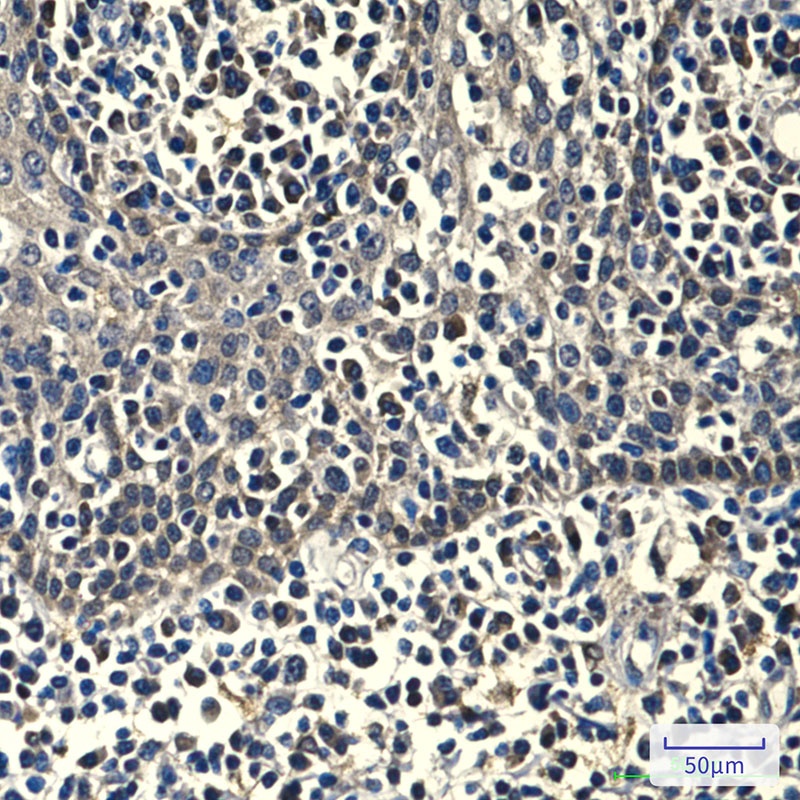 PRDX1 Antibody