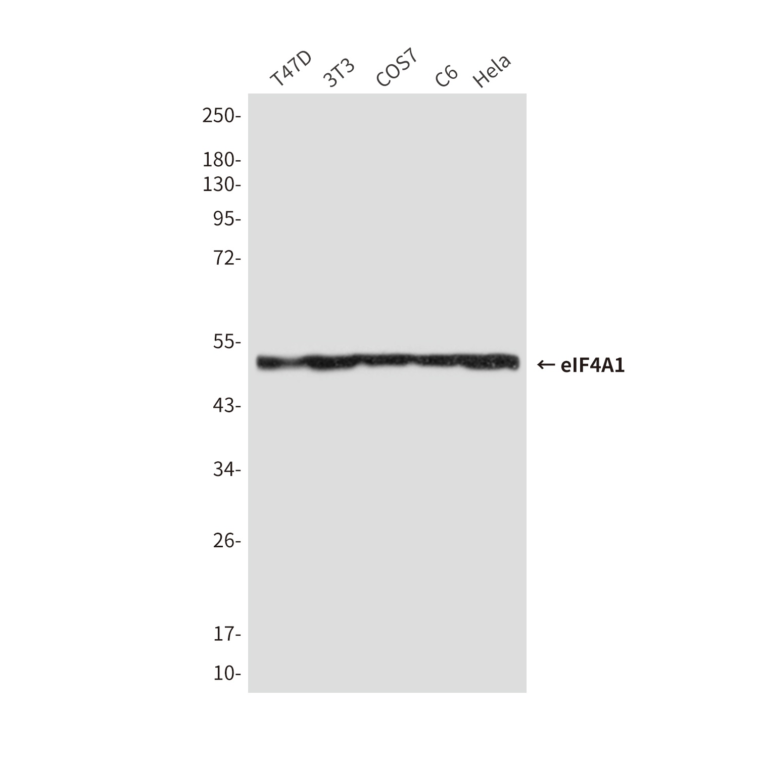 eIF4A1 Mouse Monoclonal Antibody