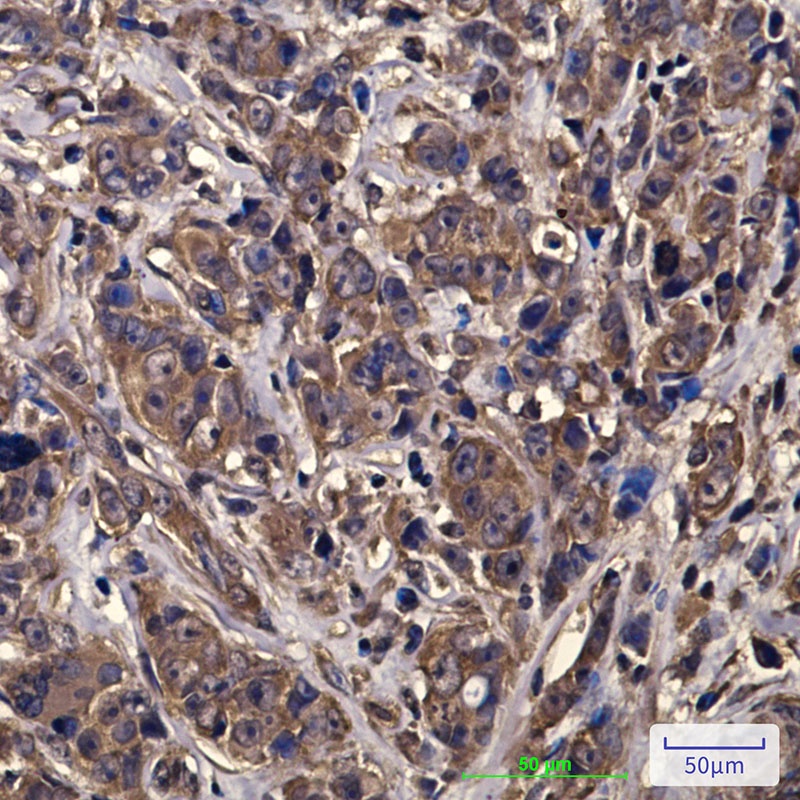 eIF4A1 Mouse Monoclonal Antibody