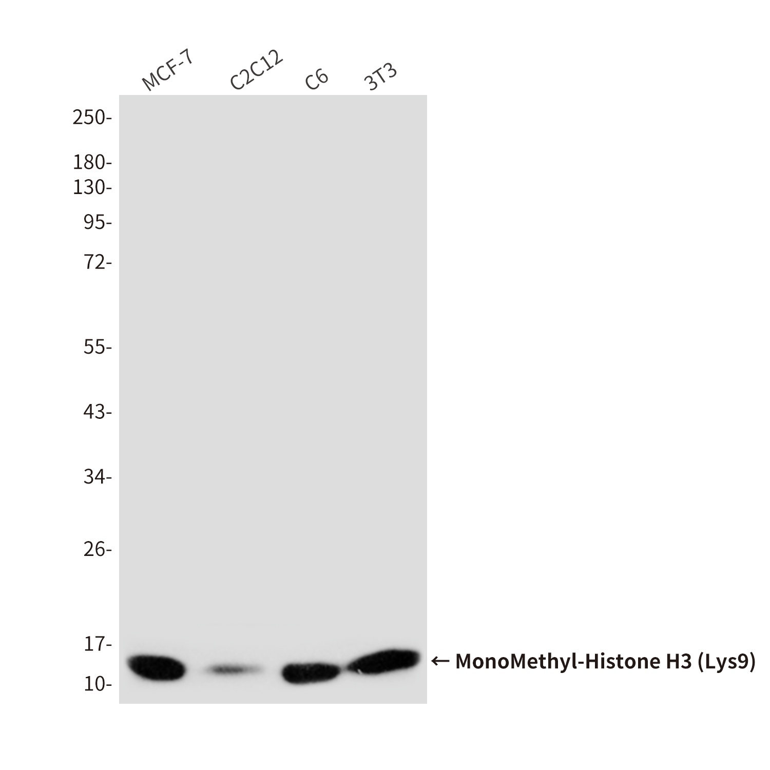 H3C1 Antibody