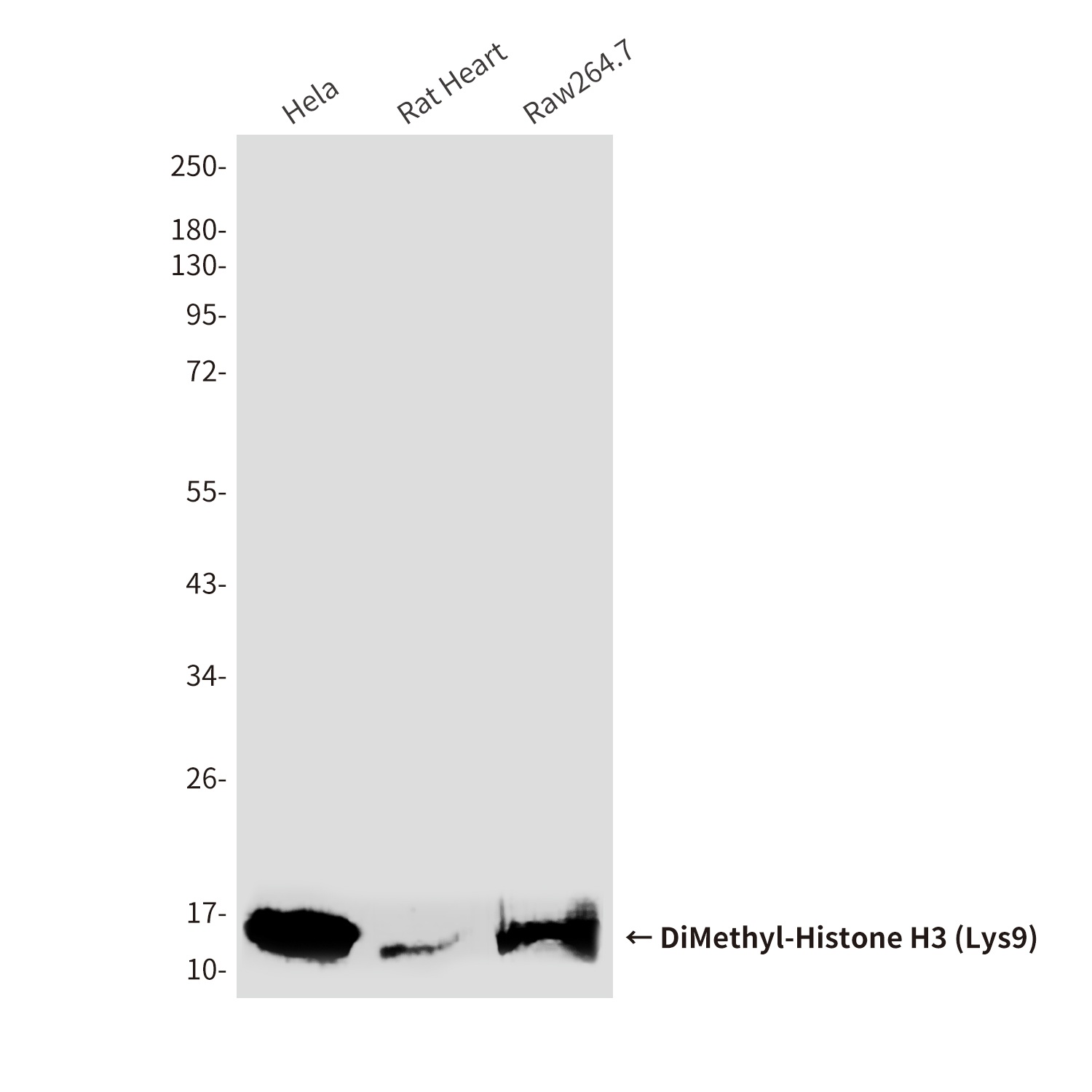 H3C1 Antibody