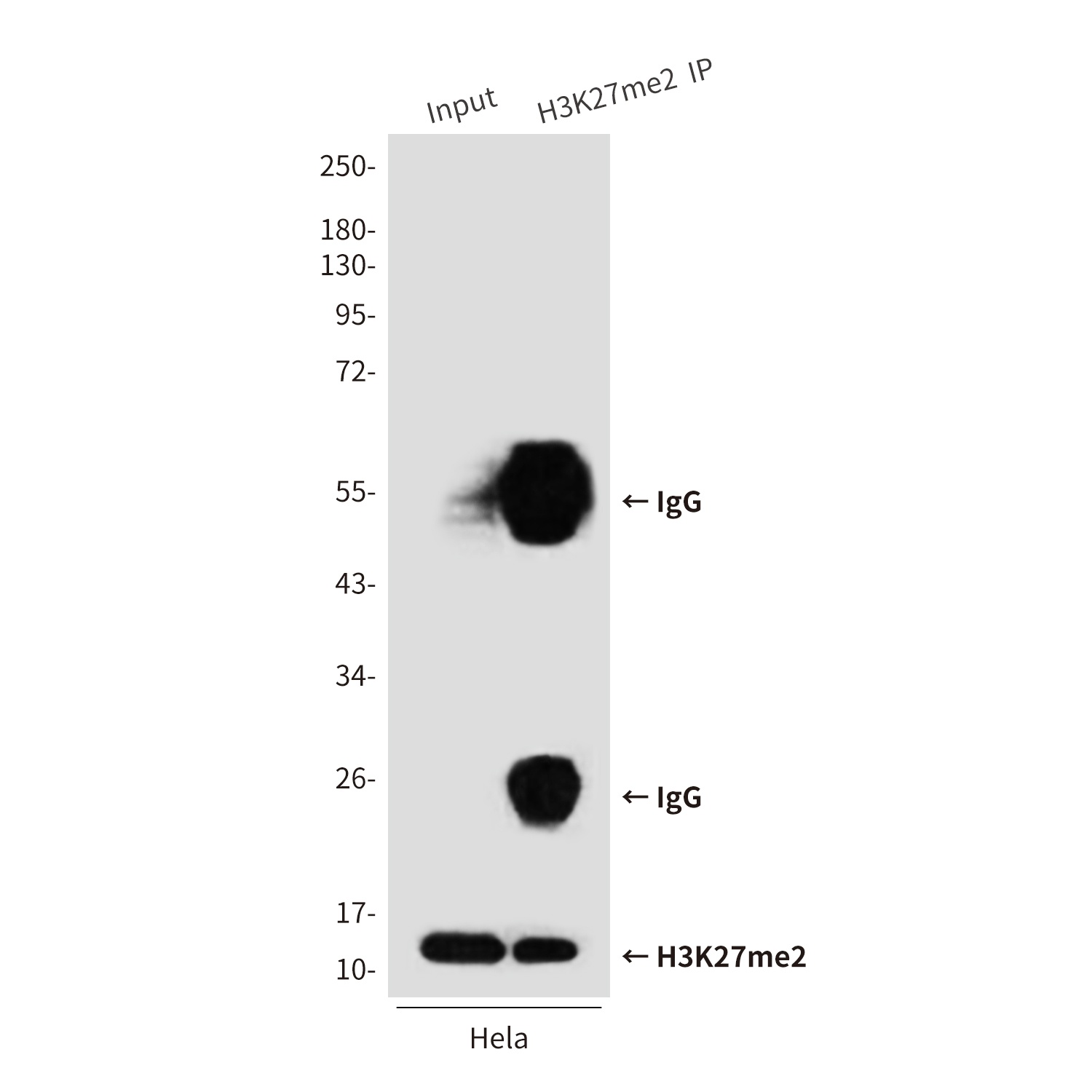 H3C1 Antibody