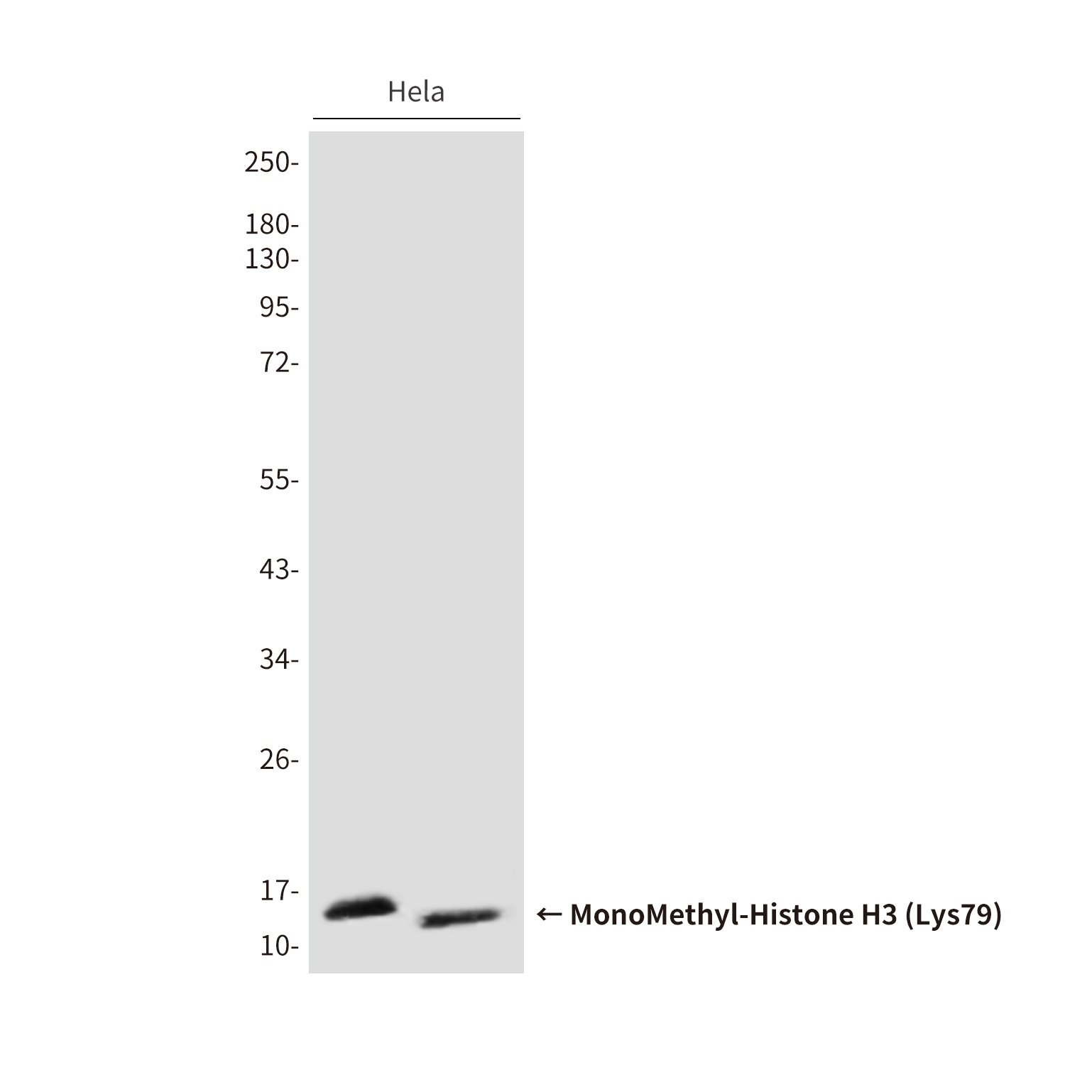 H3C1 Antibody