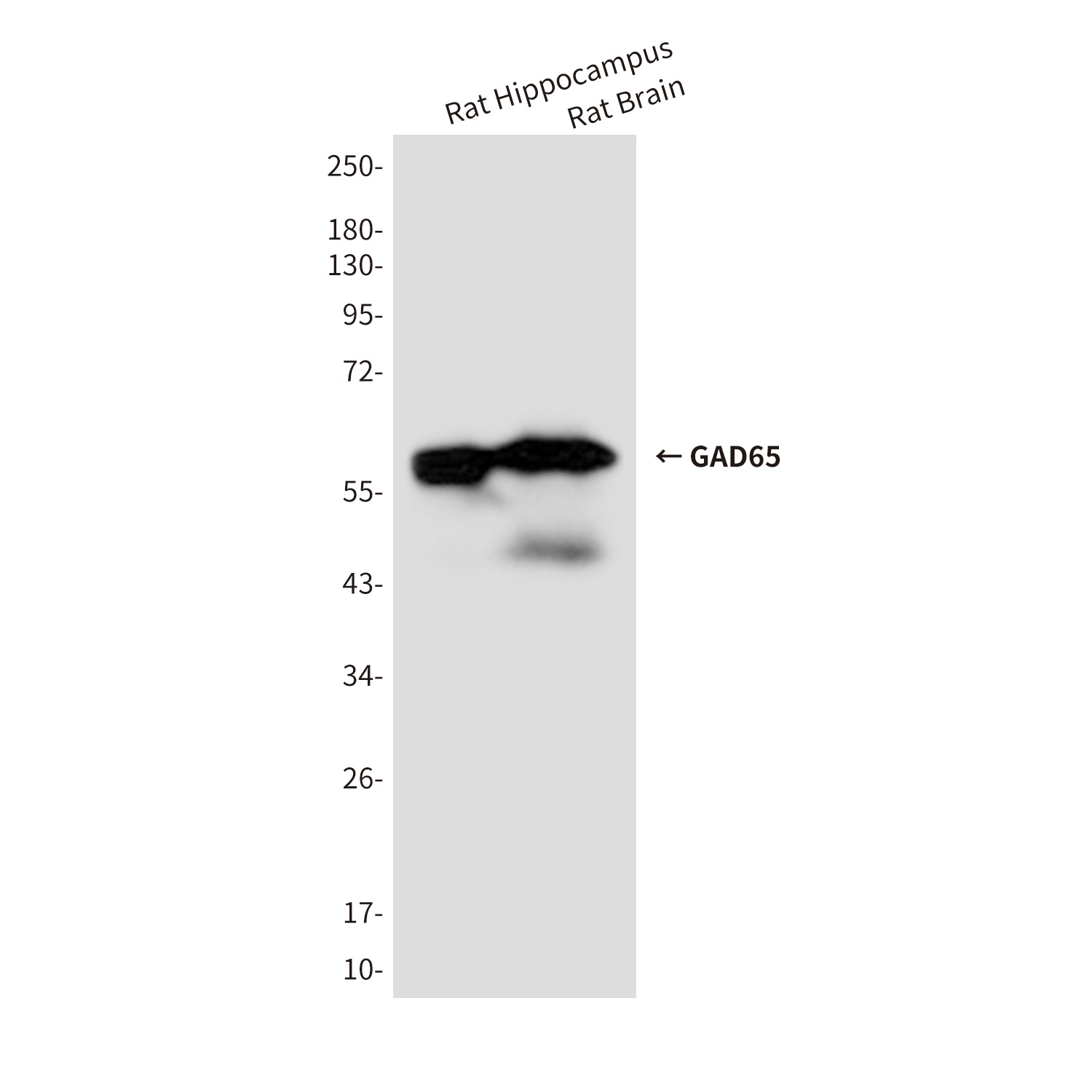GAD2 Antibody