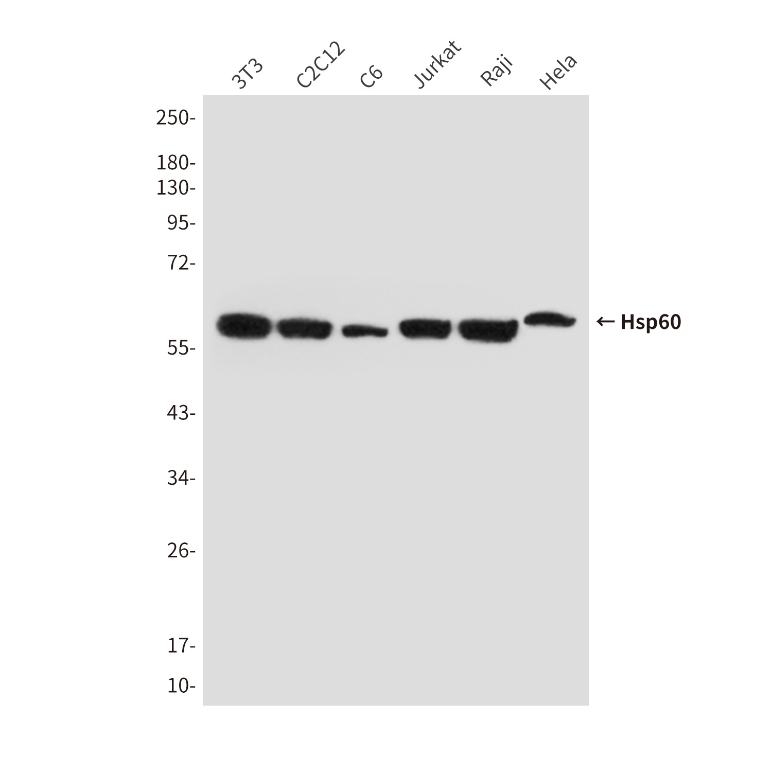 HSPD1 Antibody