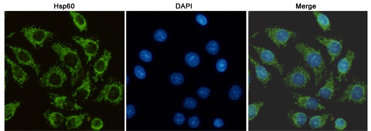HSPD1 Antibody