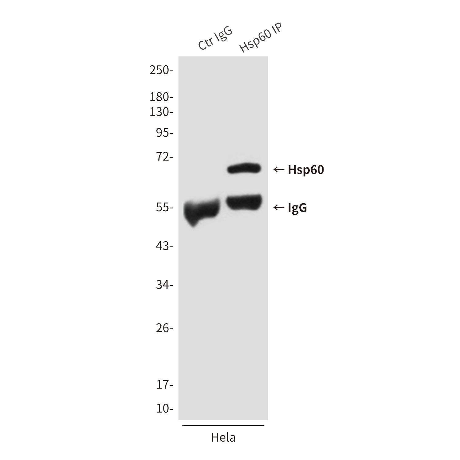HSPD1 Antibody