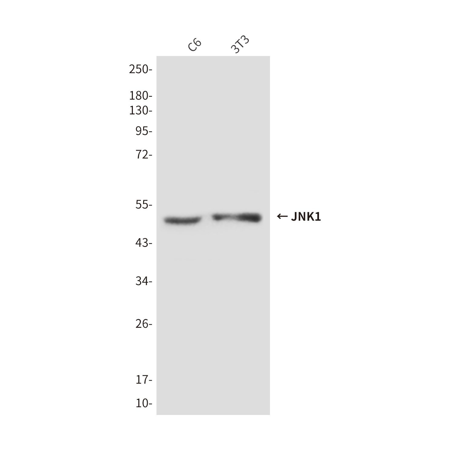 MAPK8 Antibody