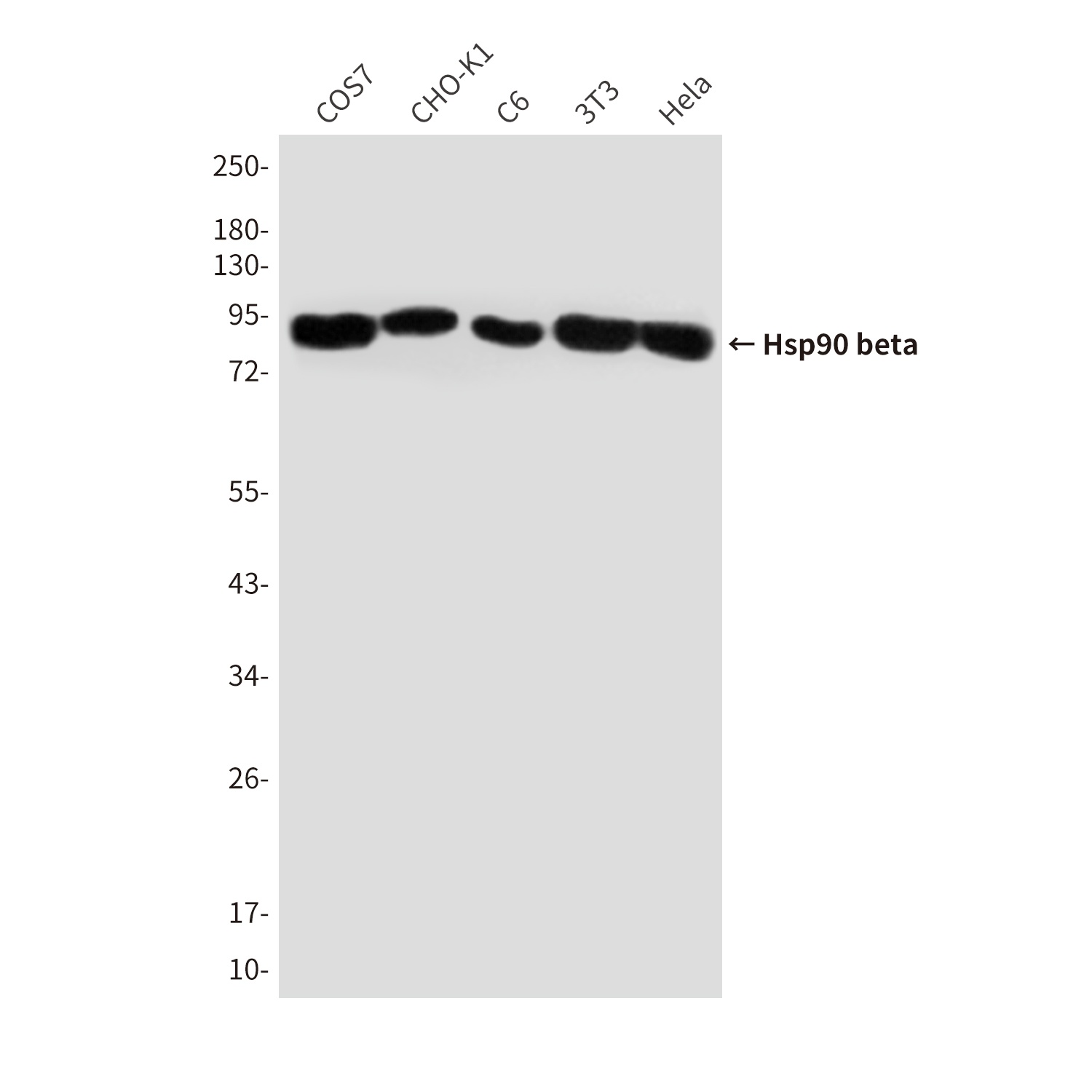 HSP90AB1 Antibody