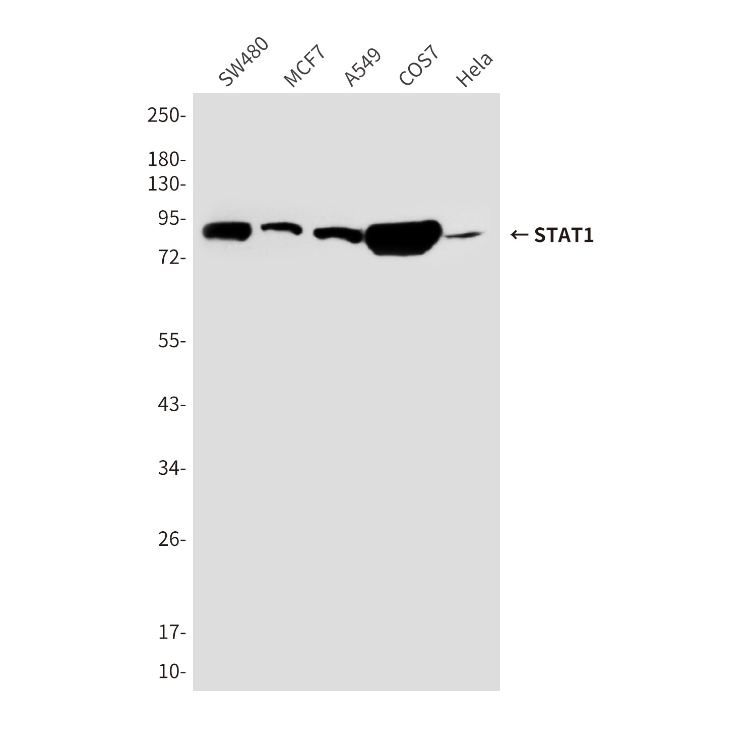 STAT1 Antibody