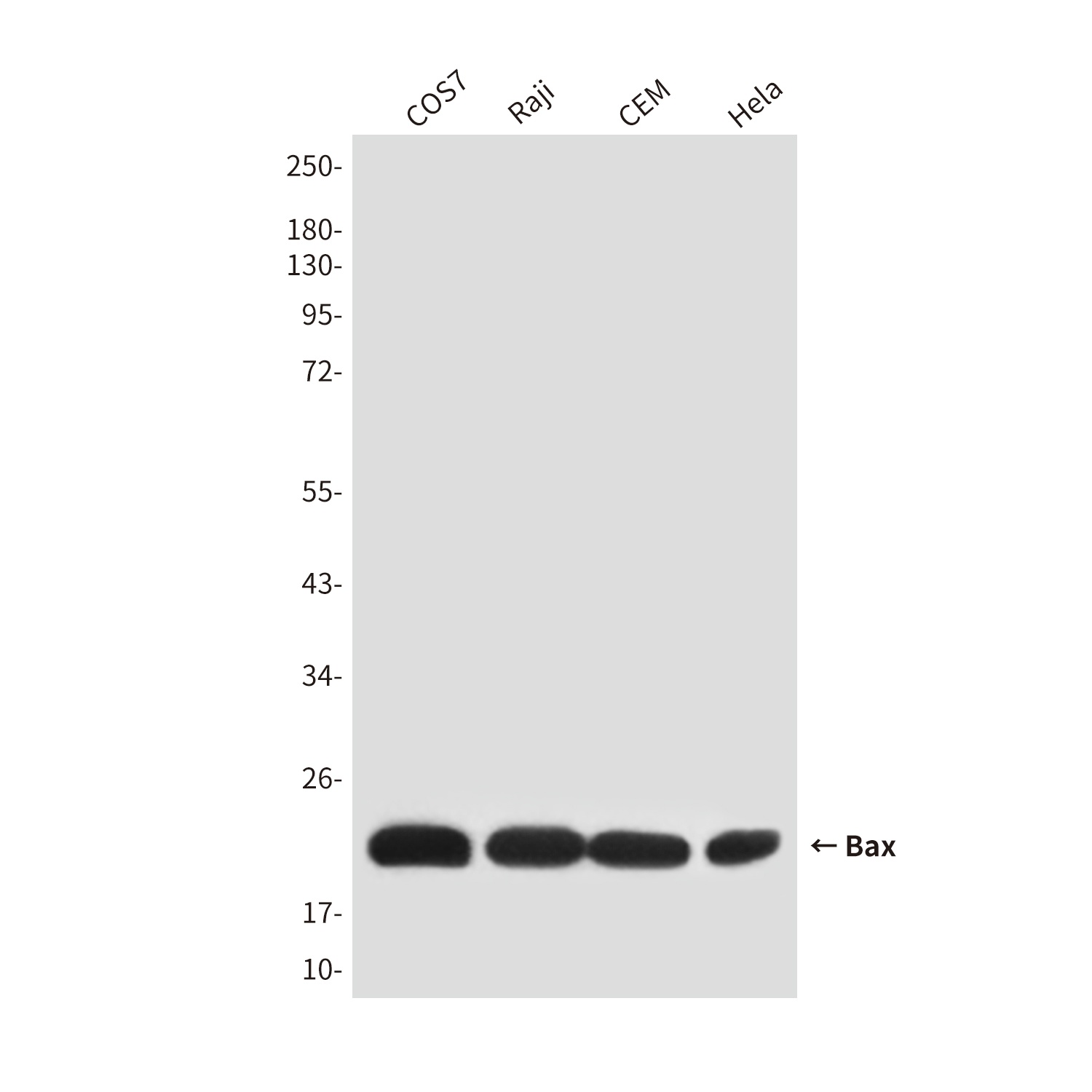 BAX Antibody