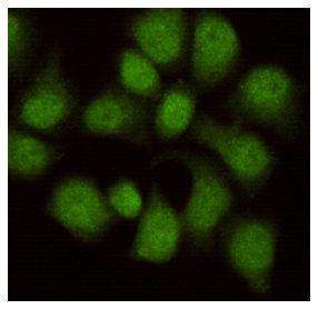 WDR77 Mouse Monoclonal Antibody