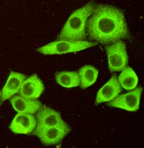 TNFRSF10B Antibody