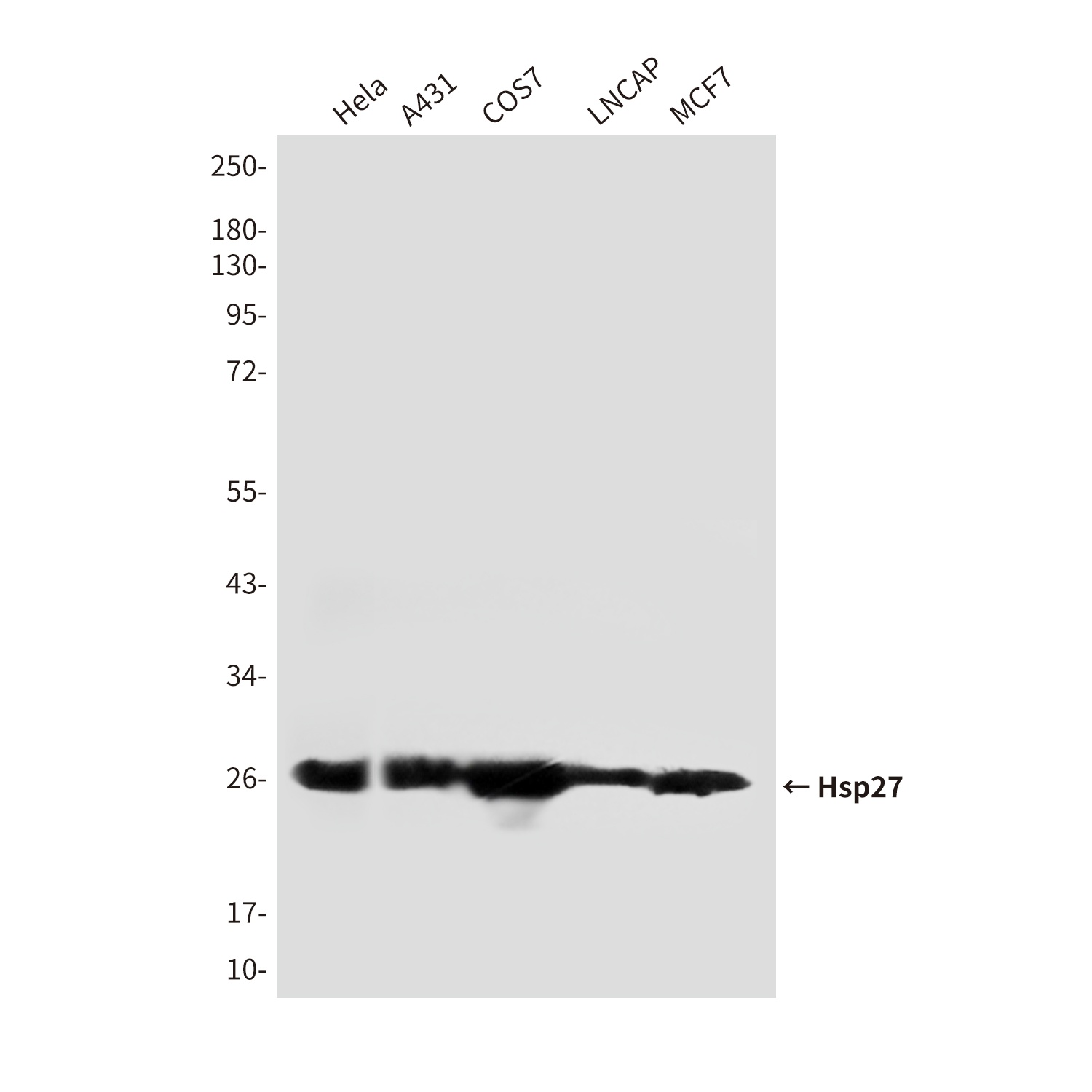 HSPB1 Antibody