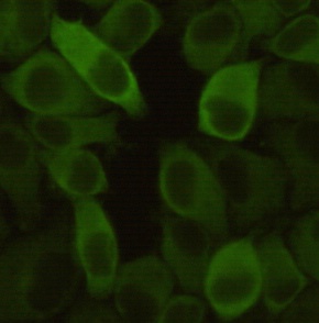 HSPB1 Antibody