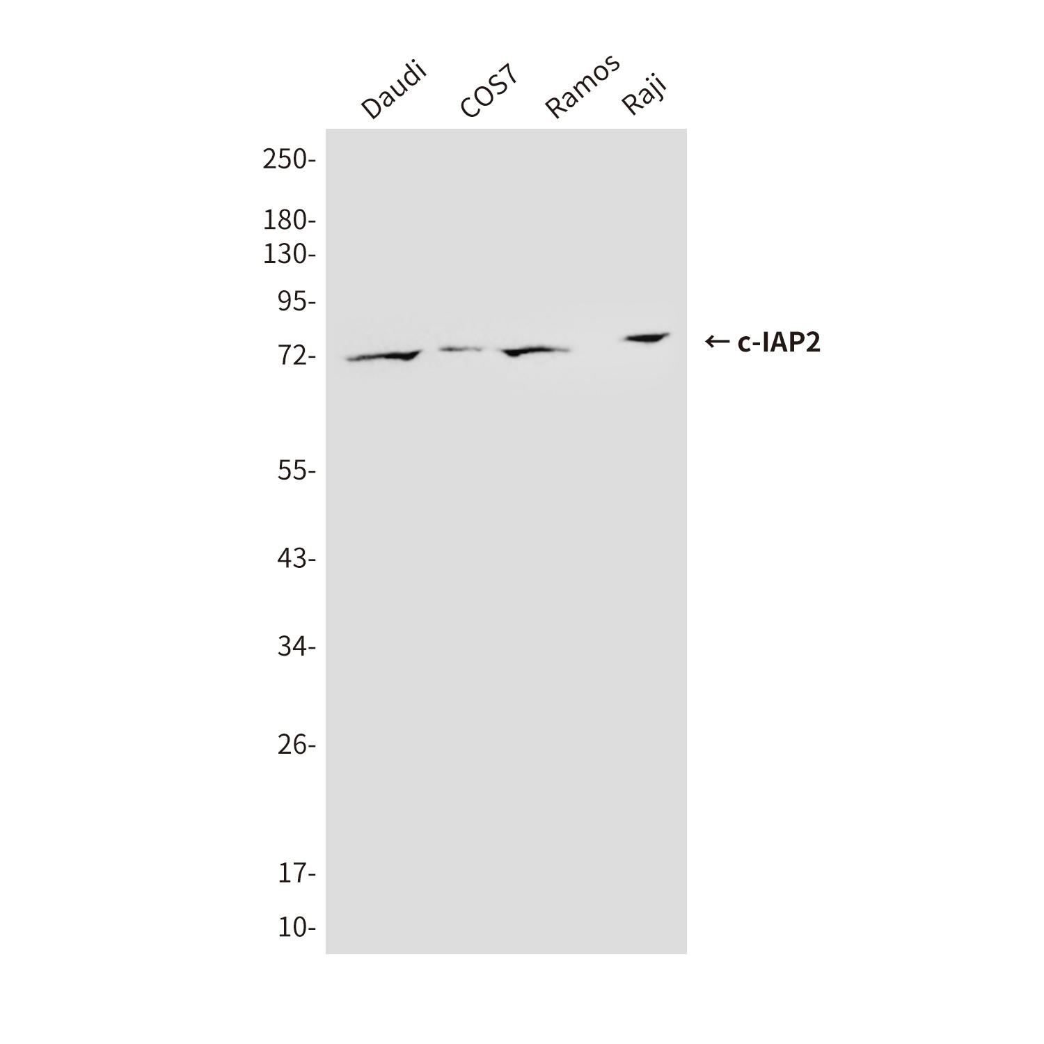 BIRC3 Antibody