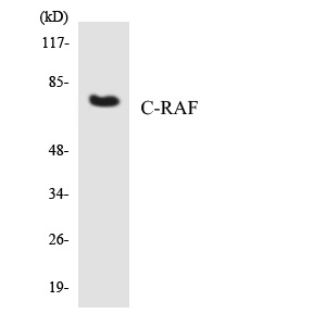 RAF1 Antibody