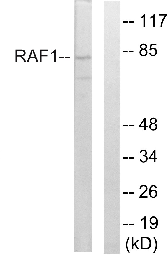 RAF1 Antibody