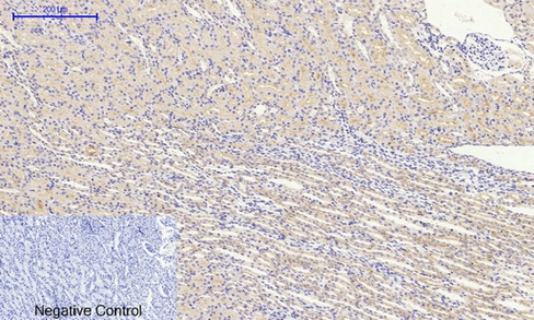 RAF1 Antibody