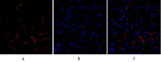 RAF1 Antibody