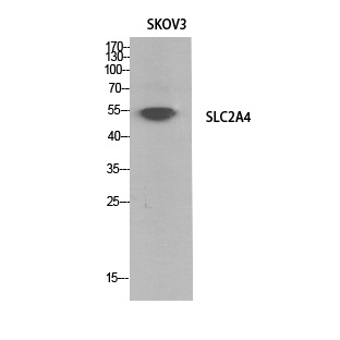 SLC2A4 Antibody
