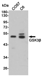 GSK3B Antibody
