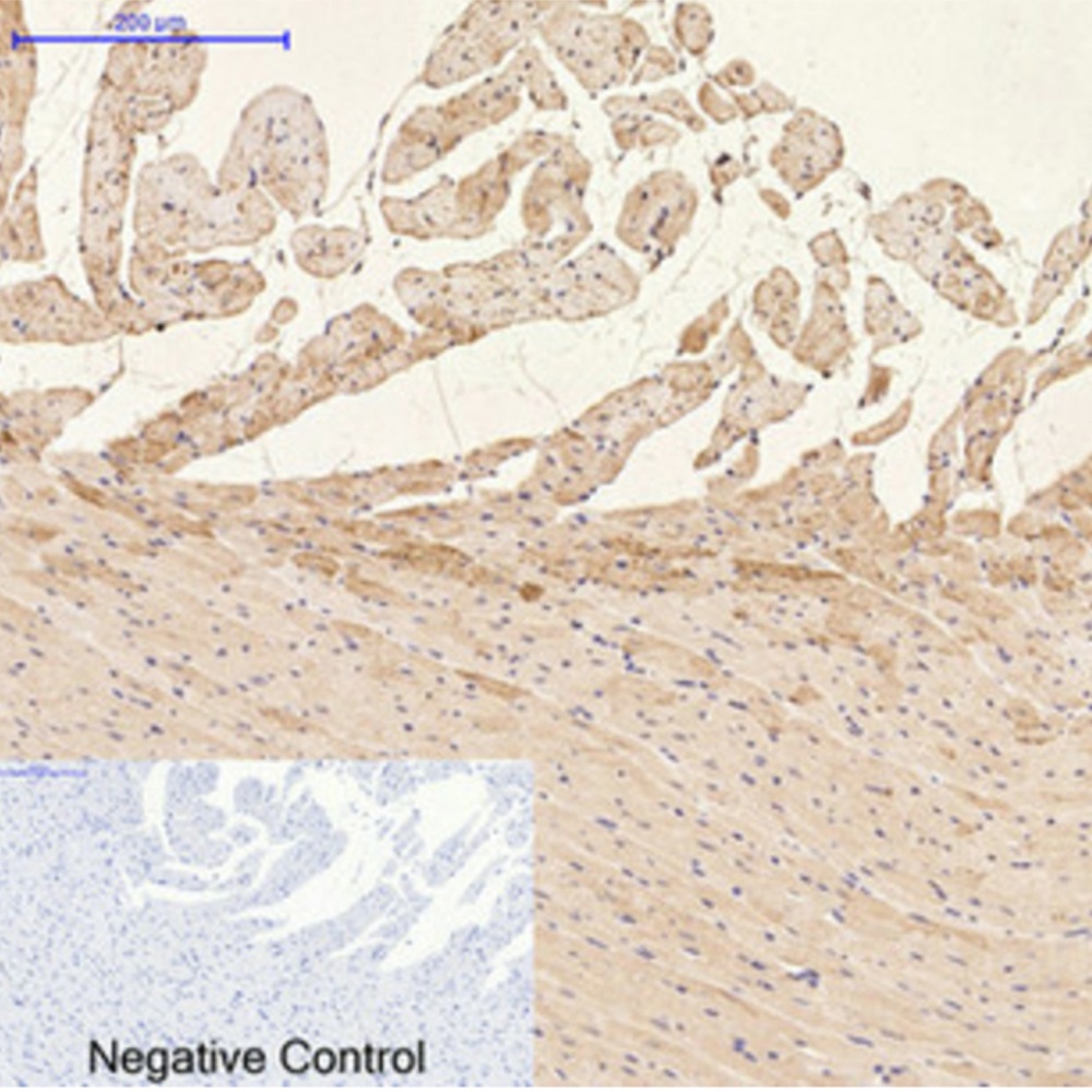 GFAP Antibody