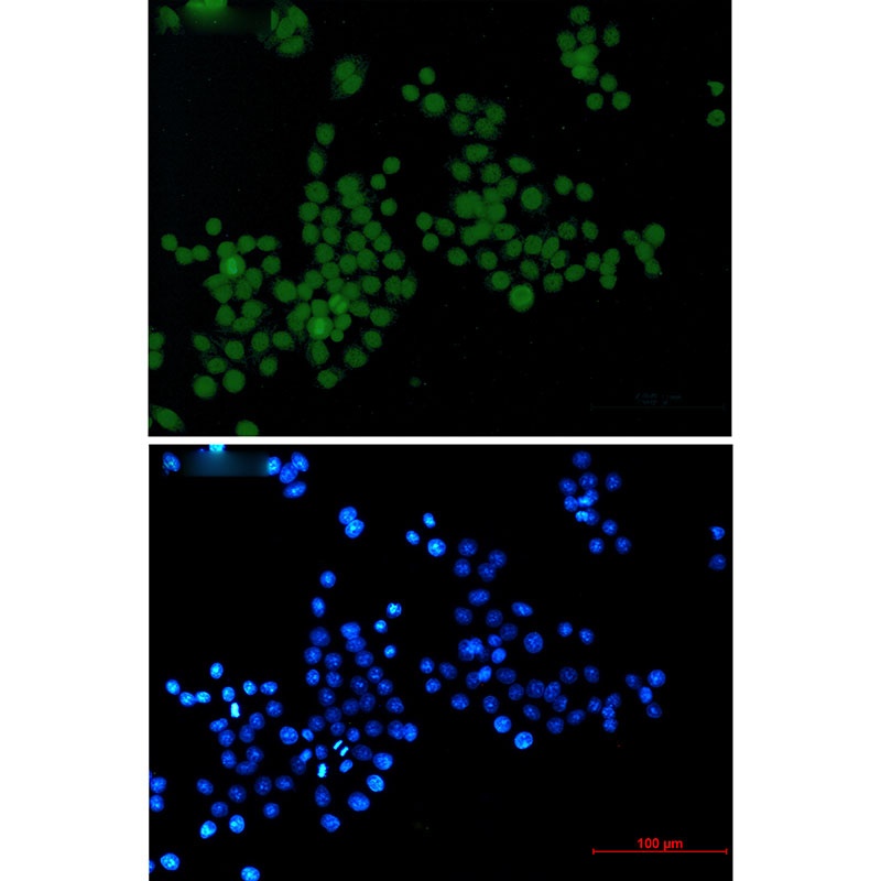 H3C1 Antibody