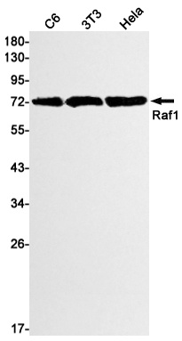 RAF1 Antibody