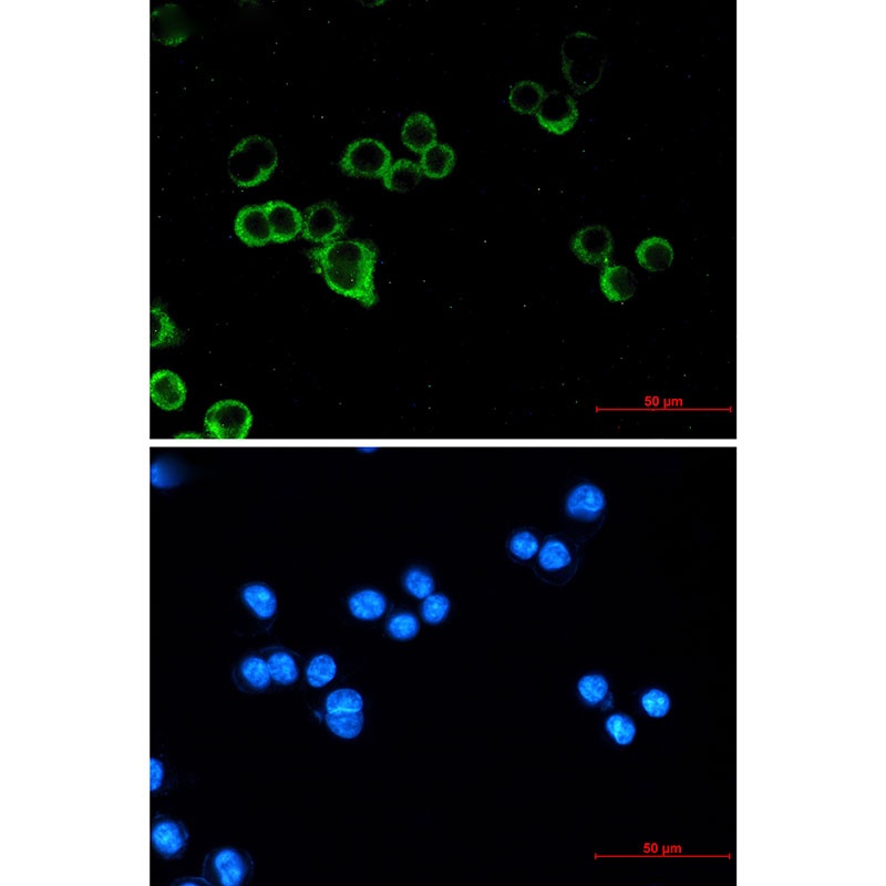 RAF1 Antibody