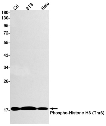 H3C1 Antibody